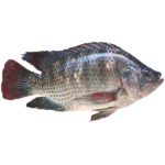 Tilapia Fish