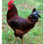 cock