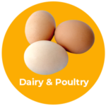 Dairy poultry