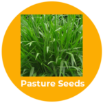 pasture seeds