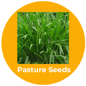 PASTURE SEEDS