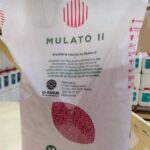 Mulato II